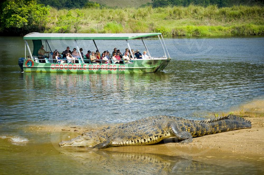 cape tribulation croc tours